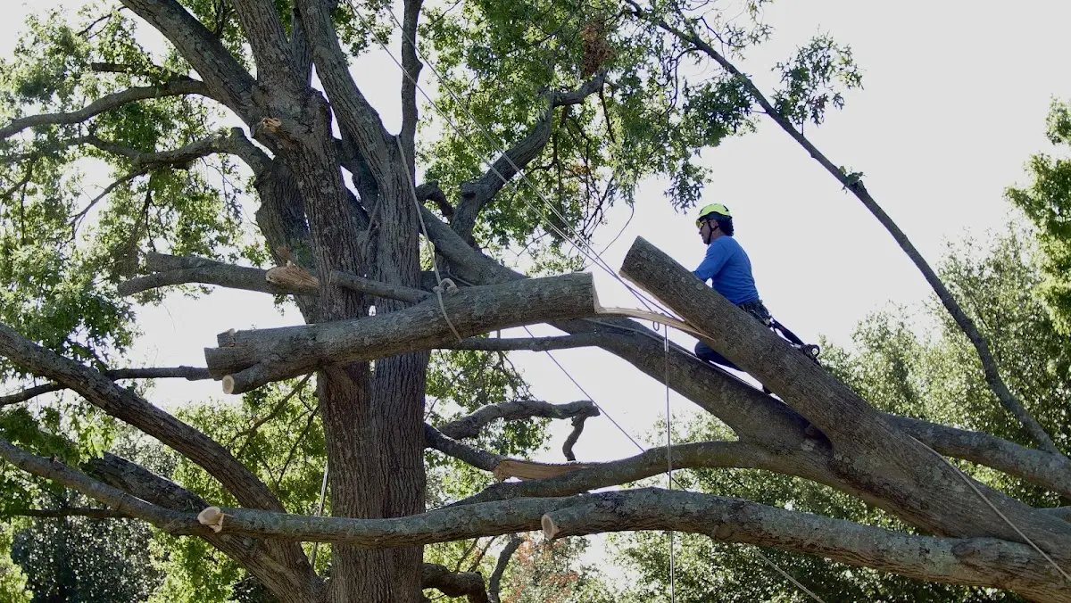 Professional Crown Thinning performed by certified arborists in Gaithersburg